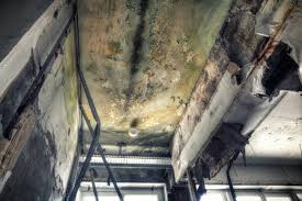 Best Black Mold Removal  in Hebron, PA